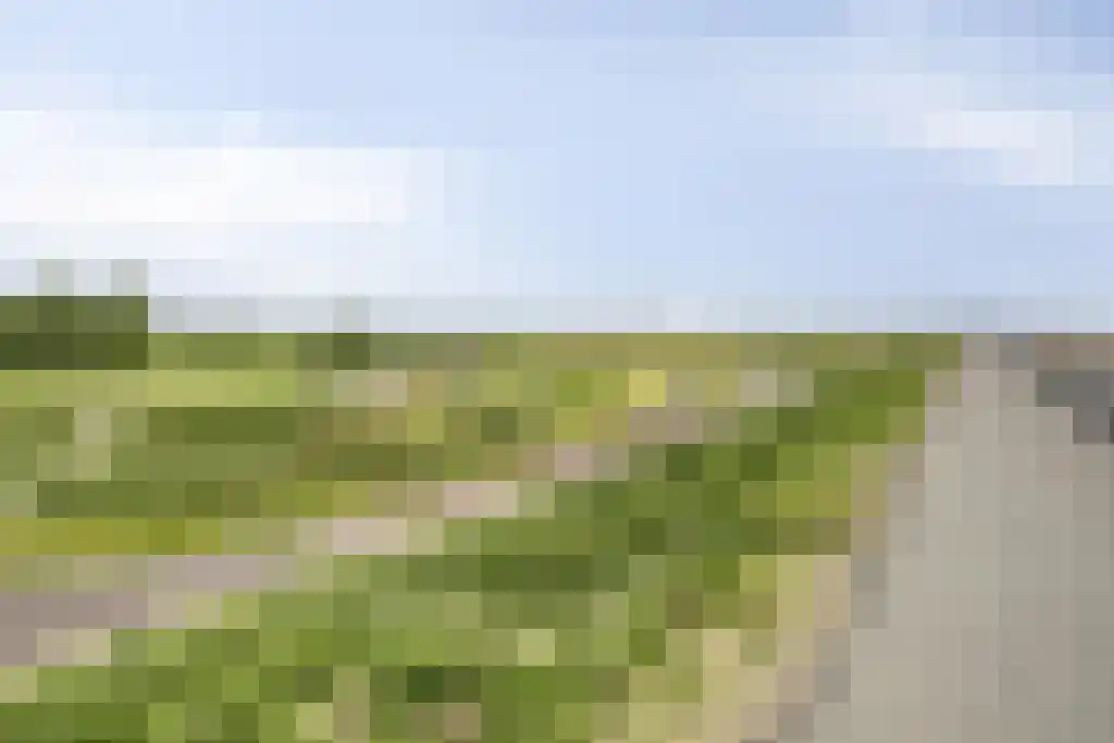 Pluimpot 14 Hansweert thumbnail 34
