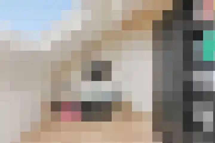 Pluimzegge 12 Nieuw-Lekkerland thumbnail 31