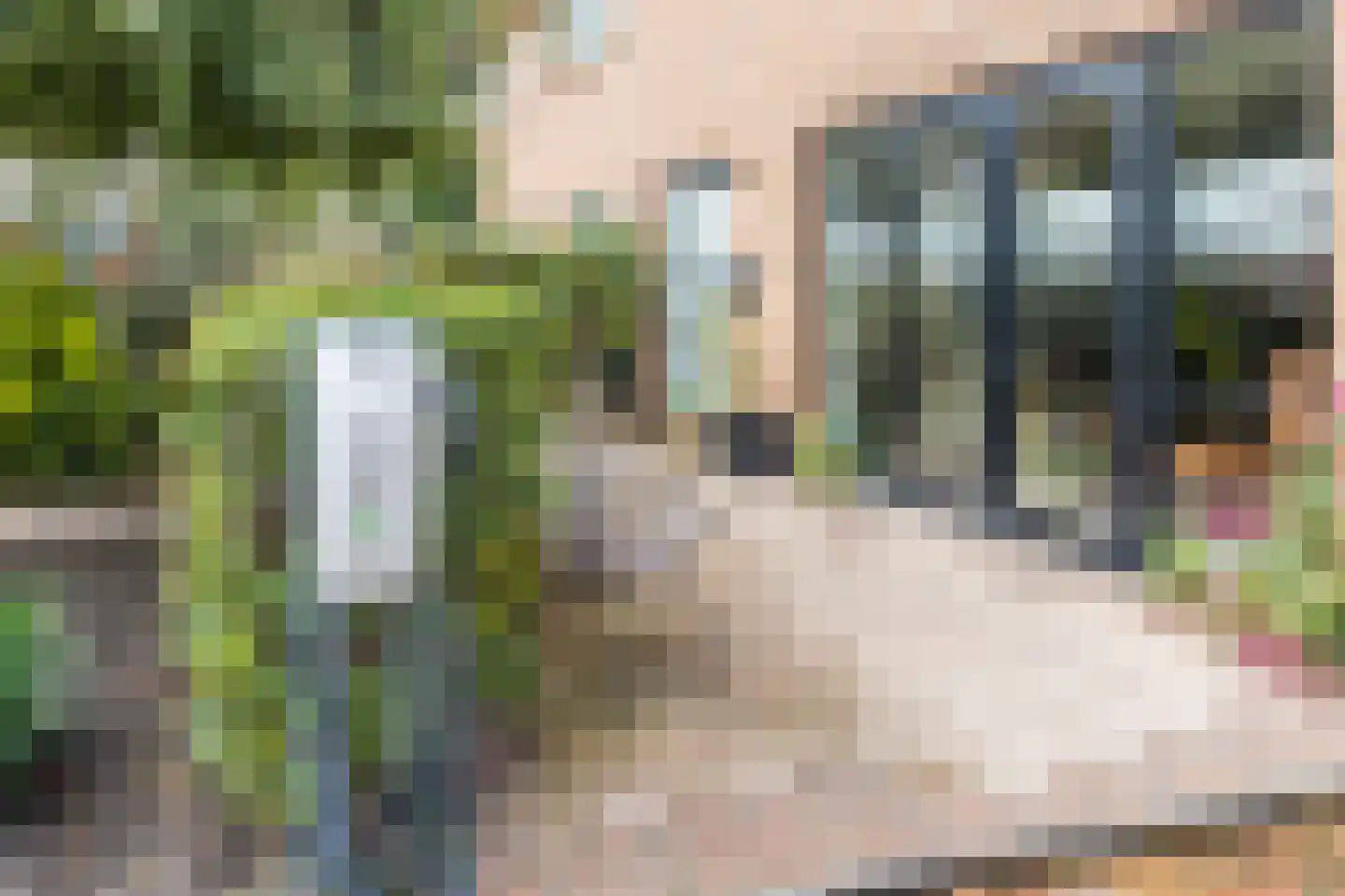 Pluimzegge 31 Den Haag thumbnail 9