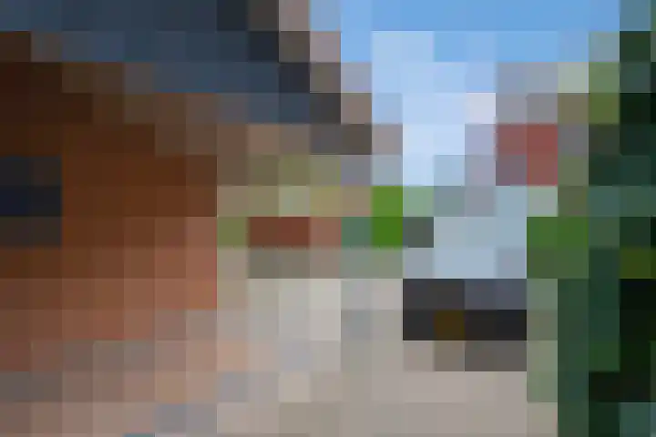 Pluimzegge 52 Den Haag thumbnail 33