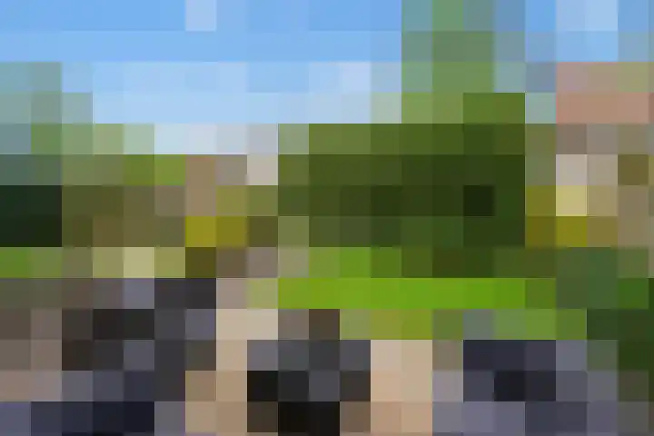 Pluimzegge 52 Den Haag thumbnail 35