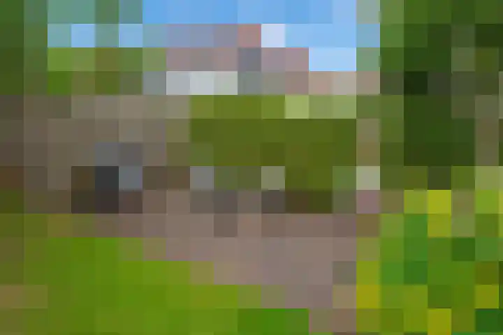 Pluimzegge 52 Den Haag thumbnail 39