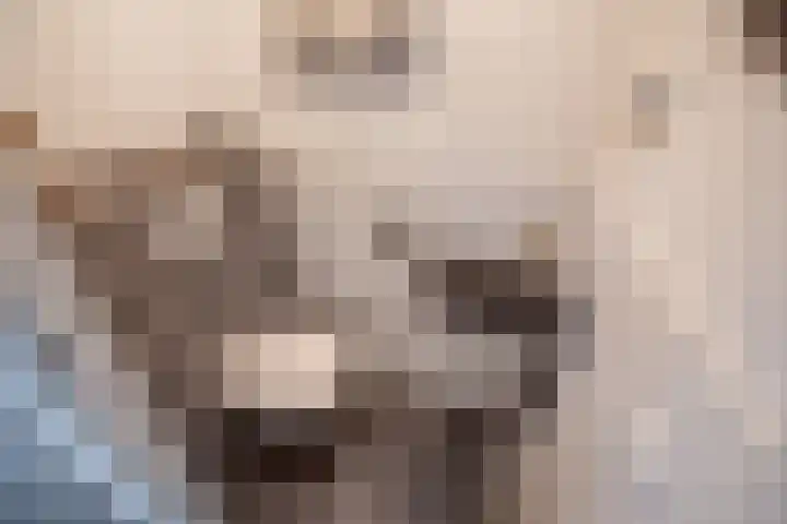 Pluimzegge 52 Den Haag thumbnail 8