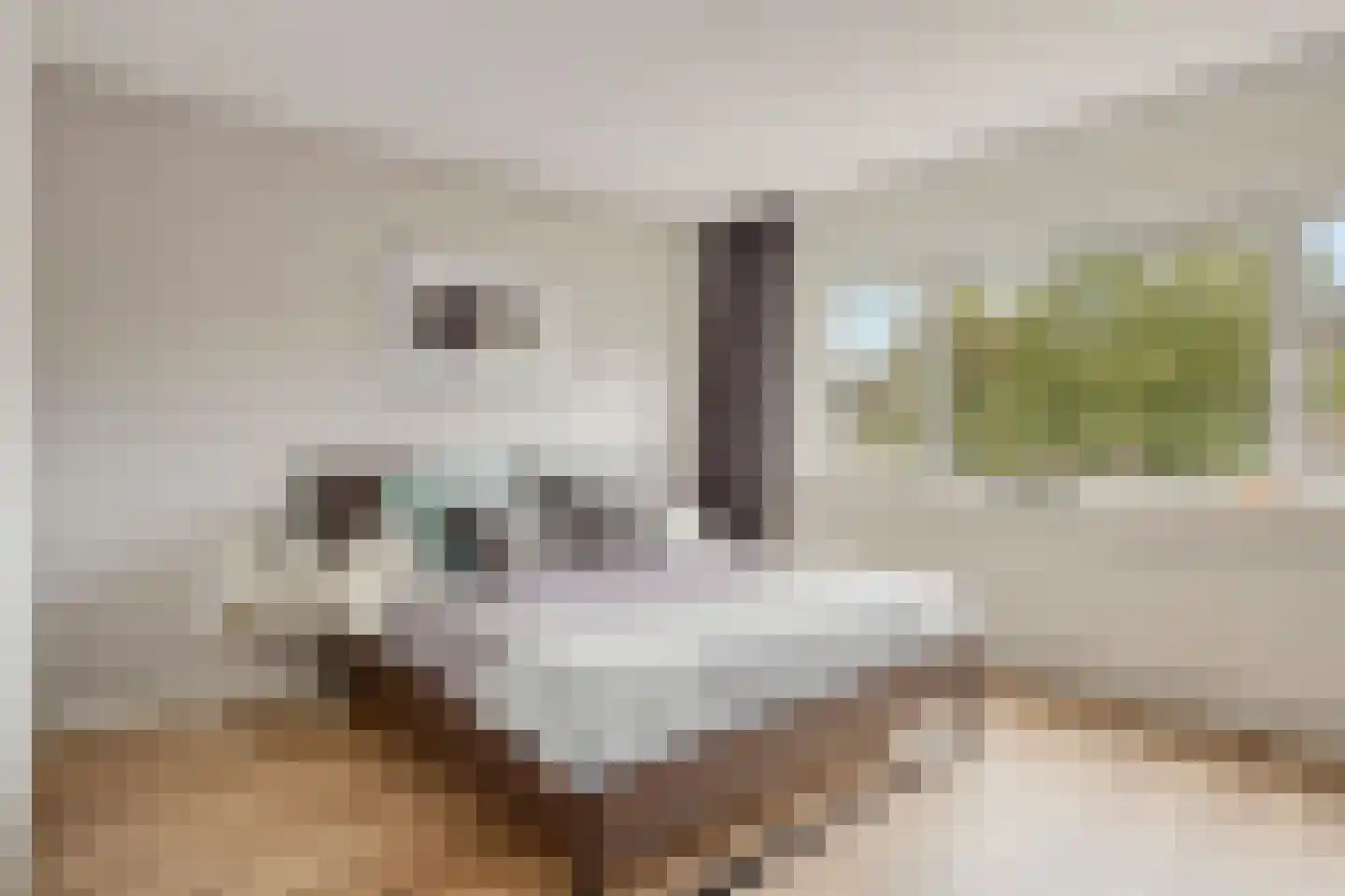 Pluimzeggekreek 2 Leiderdorp thumbnail 18