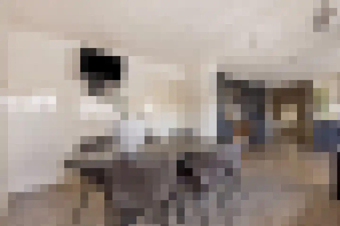 Pluto 200 Den Helder thumbnail 12