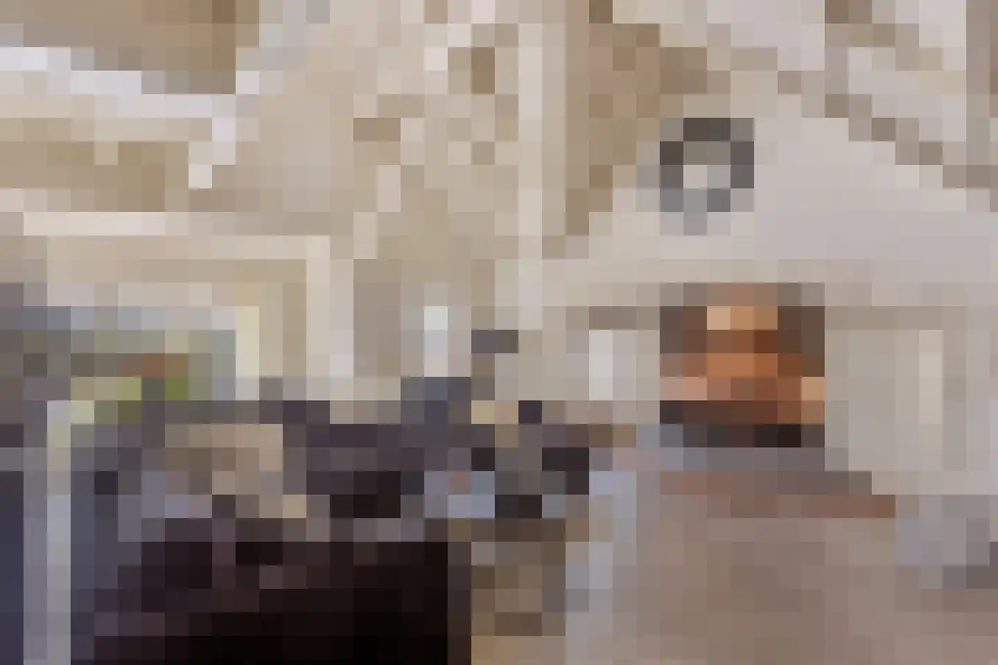 Pluto 200 Den Helder thumbnail 4