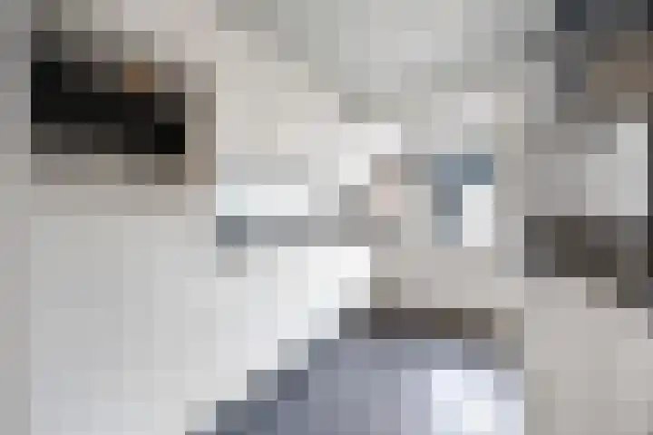 Plutostraat 17 Nijmegen thumbnail 7