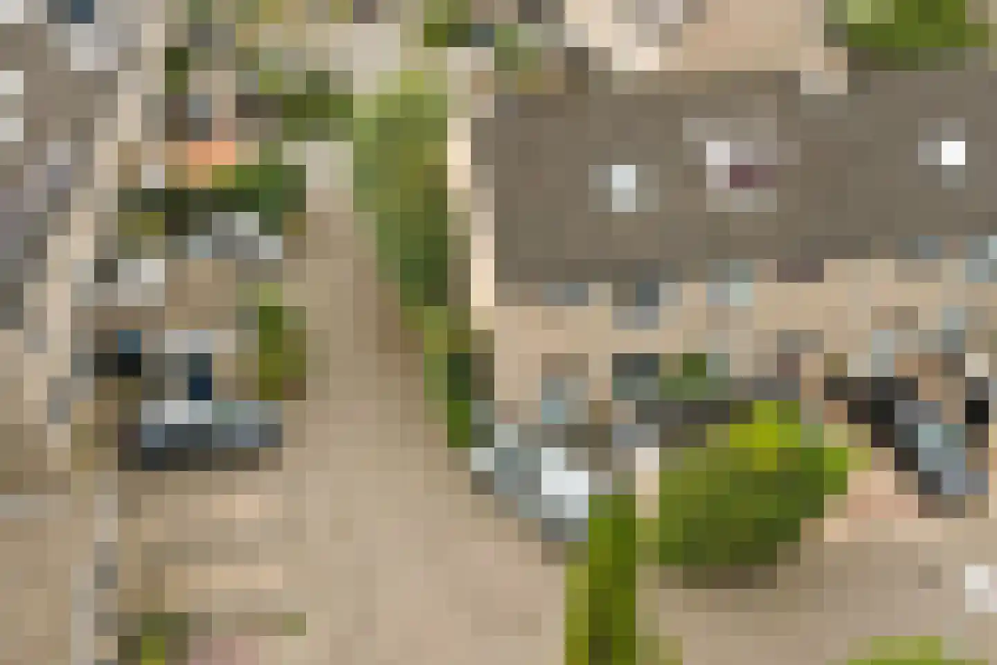 Pluutwerf 12 Gouda thumbnail 39