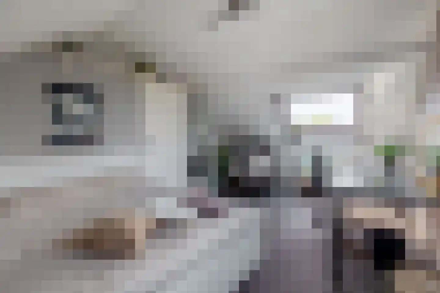 Pluvier 34 Sommelsdijk thumbnail 25