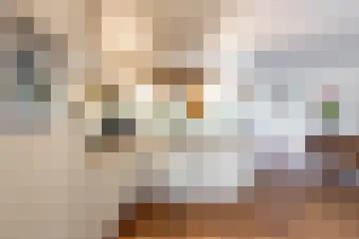 Podzolhamel 22 Assen thumbnail 22