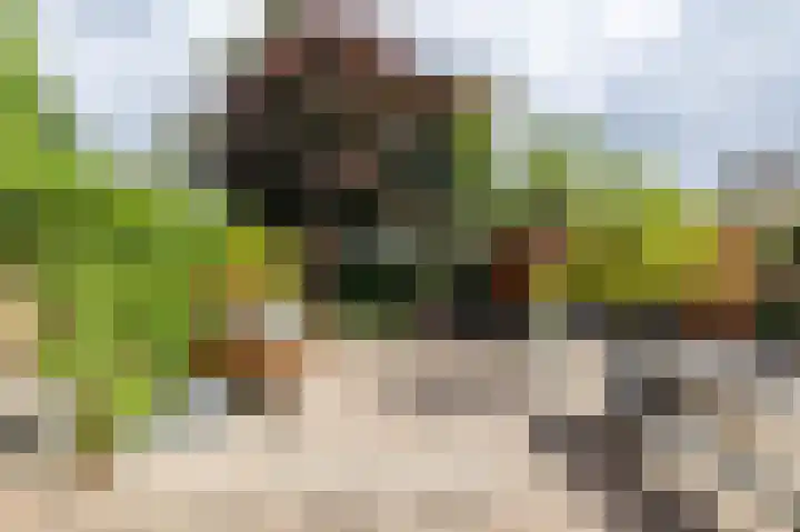 Podzolhamel 22 Assen thumbnail 28