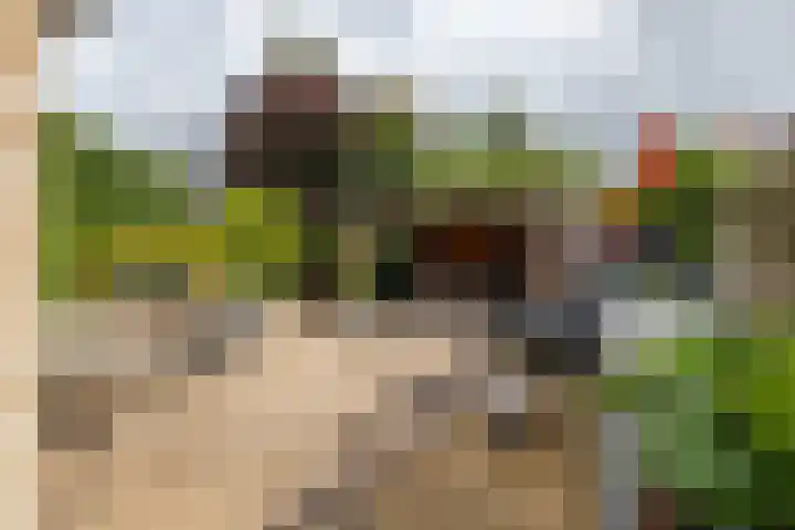 Podzolhamel 22 Assen thumbnail 31