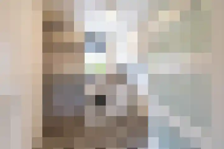 Podzolhamel 22 Assen thumbnail 41