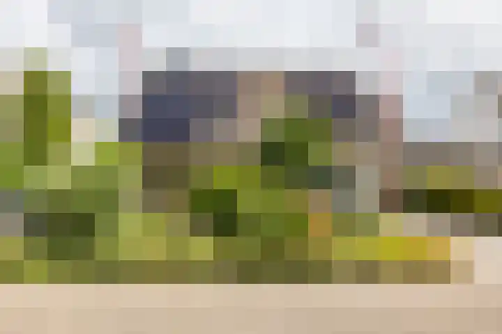Podzolhamel 22 Assen thumbnail 5