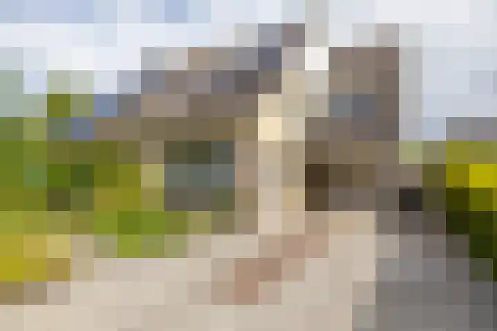 Podzolhamel 22 Assen thumbnail 6