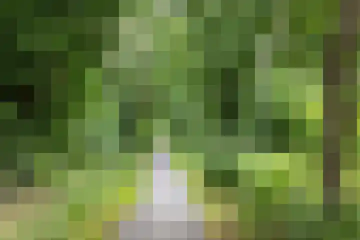 Podzolhamel 22 Assen thumbnail 74