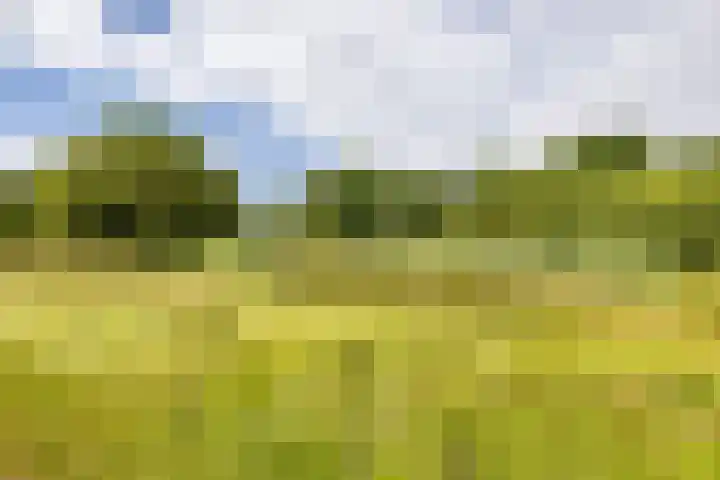 Podzolhamel 22 Assen thumbnail 77