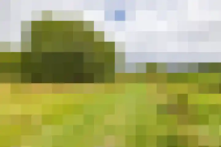 Podzolhamel 22 Assen thumbnail 78