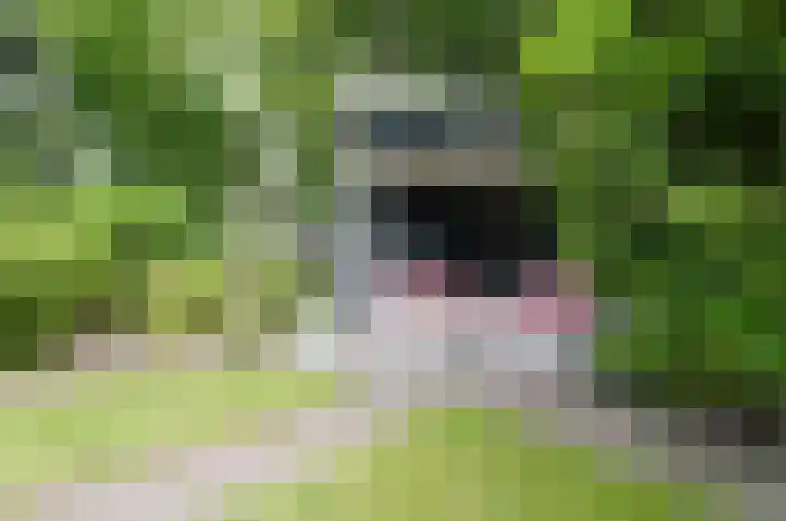 Podzolhamel 3 Assen thumbnail 35