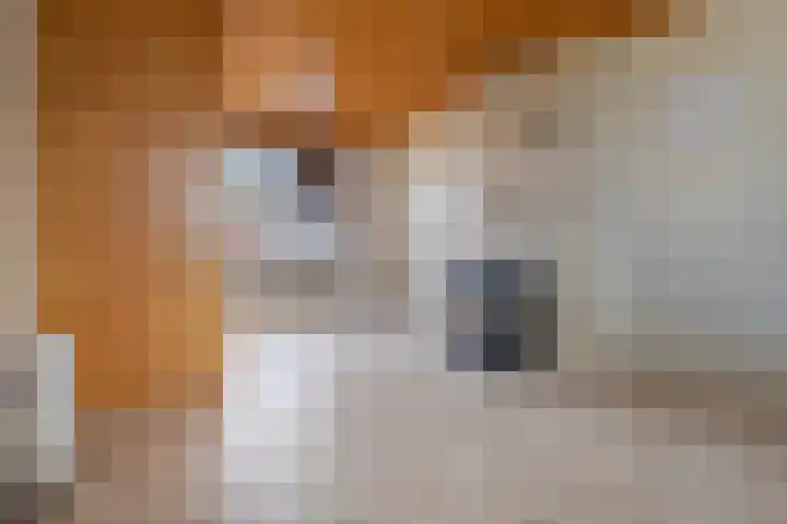 Poeldijk 21 Sas van Gent thumbnail 4