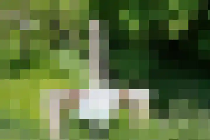 Poeldonk 20 Den Dungen thumbnail 37