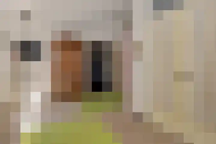 Poeldonksedijk 19 Den Dungen thumbnail 52