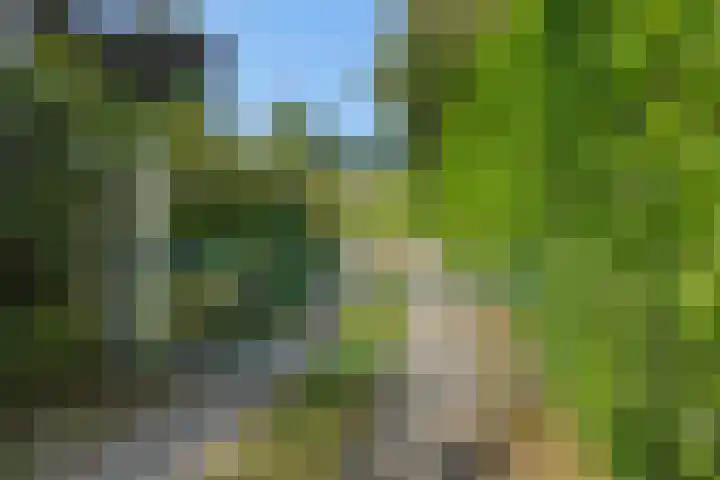 Poeldonksedijk 19 Den Dungen thumbnail 56