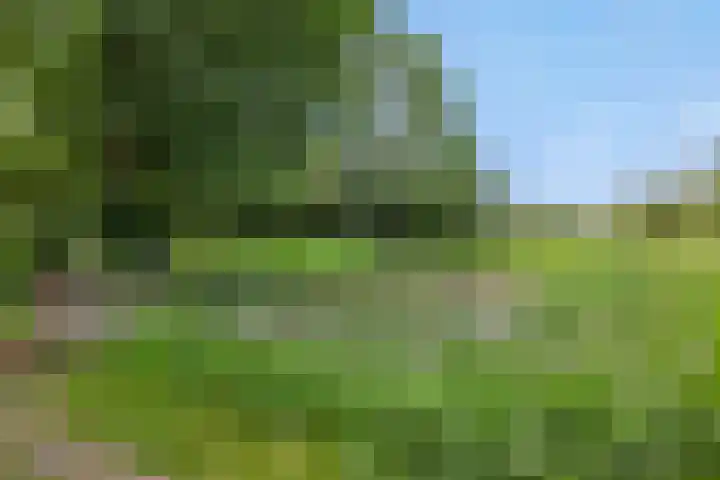 Poeldonksedijk 19 Den Dungen thumbnail 6