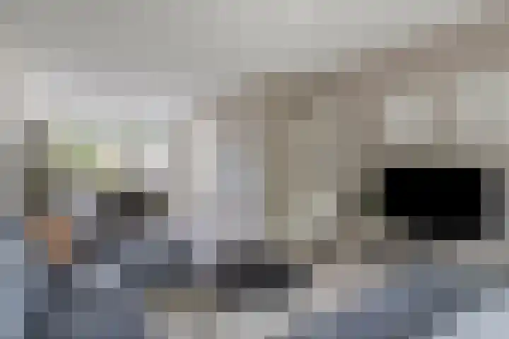 Poelekes 25 Halsteren thumbnail 6
