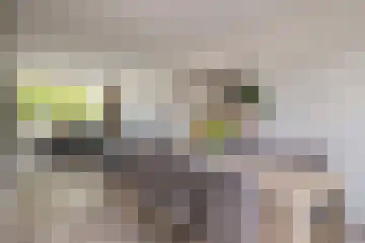 Poelekes 25 Halsteren thumbnail 8