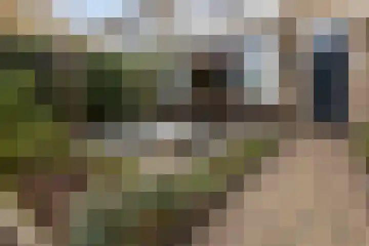 Poelekes 27 Halsteren thumbnail 33