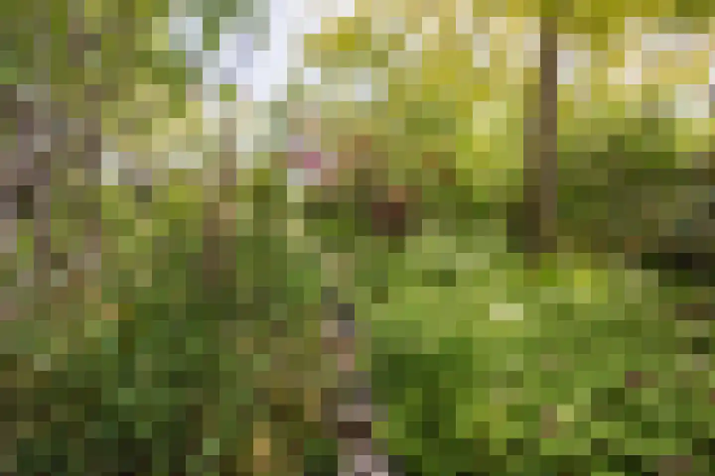 Poelenbosweg 3 Blitterswijck thumbnail 39