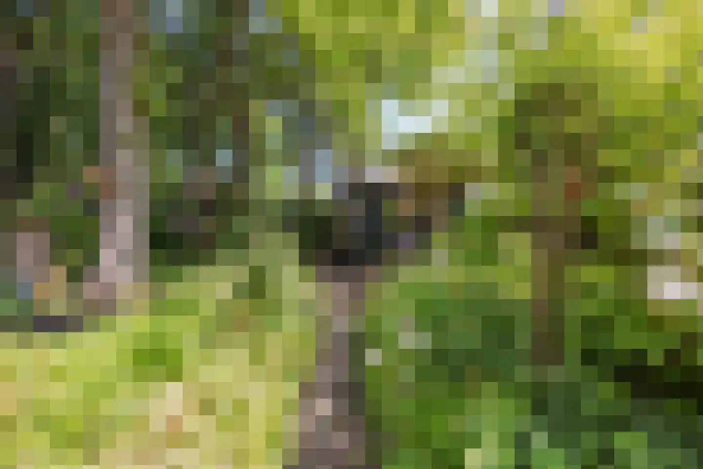 Poelenbosweg 3 Blitterswijck thumbnail 41