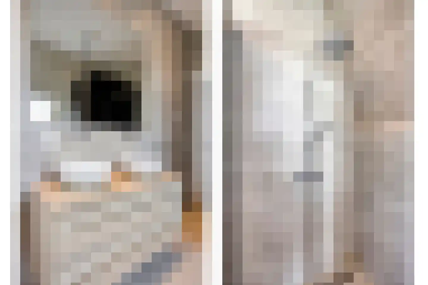 Poelenloop 8 Knegsel thumbnail 37