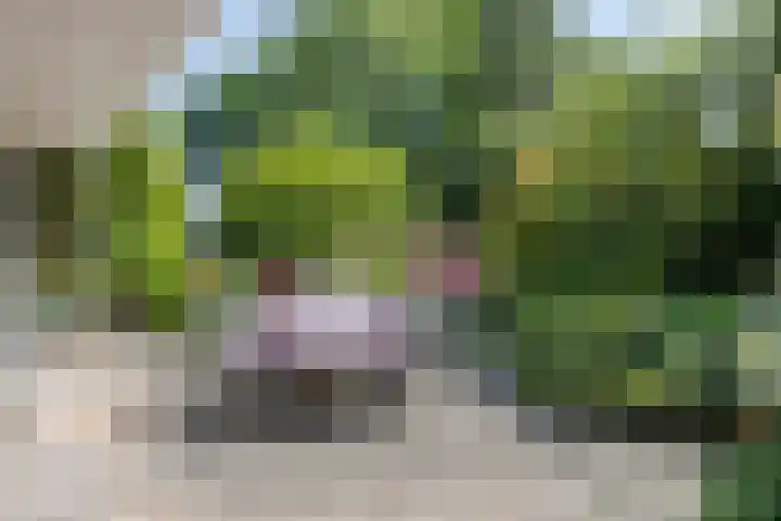 Poelhekkelaan 9 Eindhoven thumbnail 43