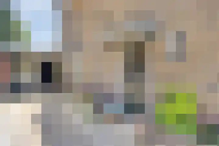 Poelhekkelaan 9 Eindhoven thumbnail 8