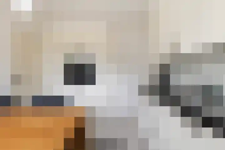 Poelruit 2 Buitenpost thumbnail 19
