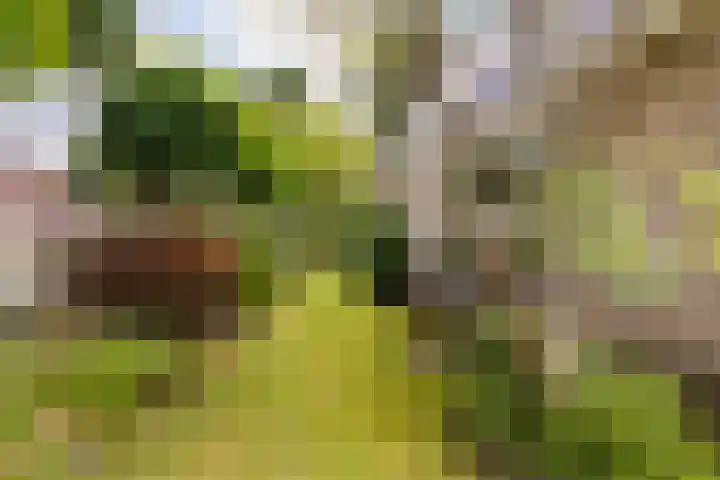 Poelruit 2 Buitenpost thumbnail 46