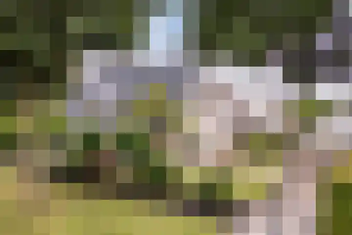 Poelruit 2 Buitenpost thumbnail 49