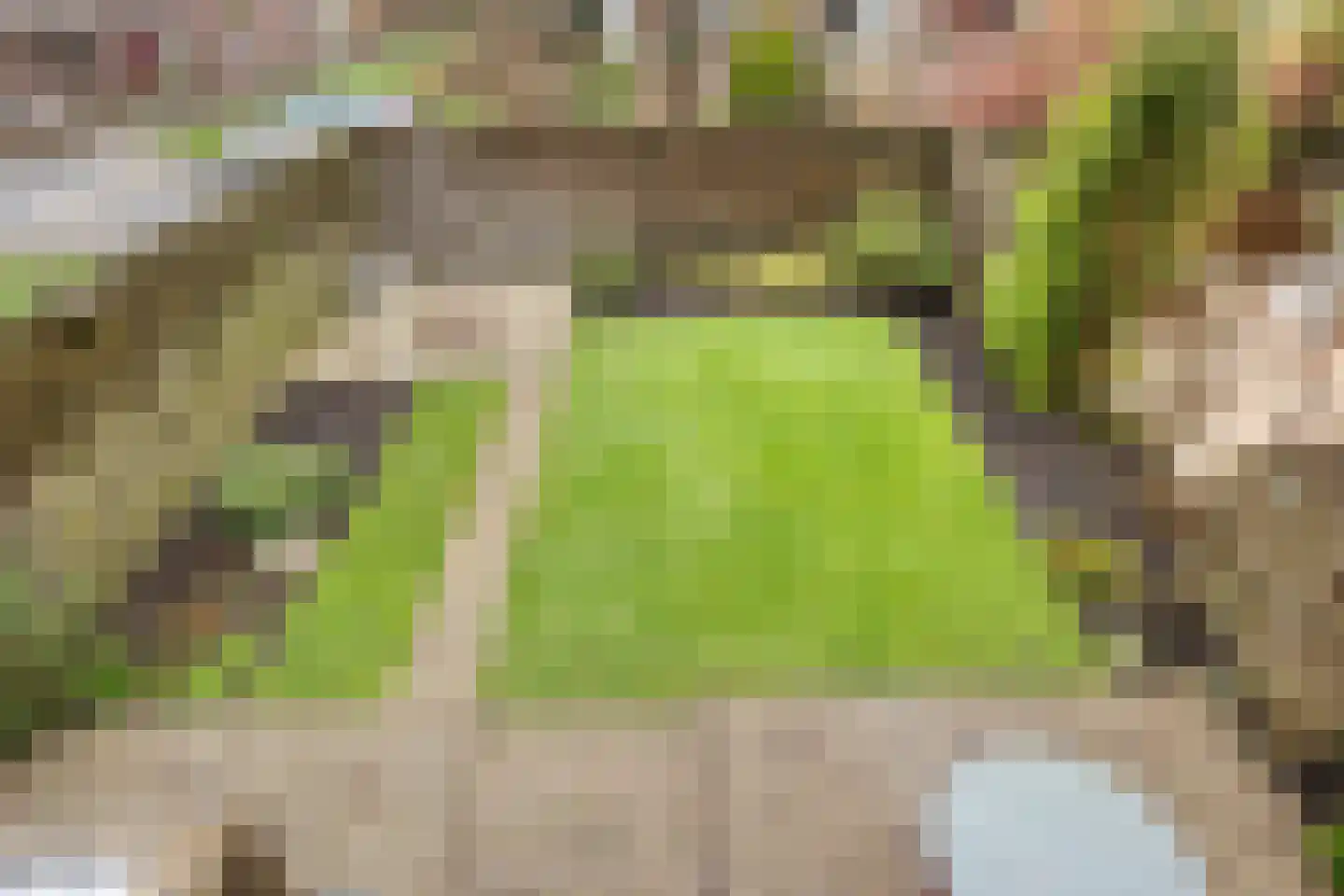 Poelruit 6 Boskoop thumbnail 21