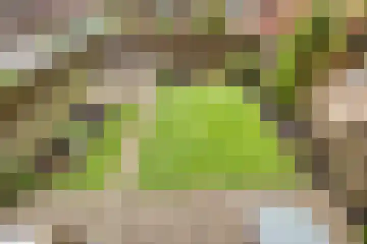 Poelruit 6 Boskoop thumbnail 21