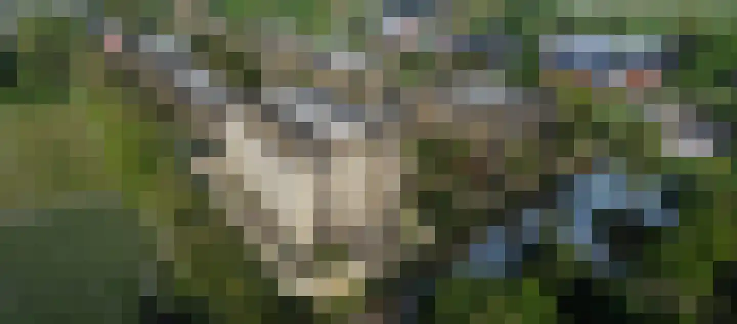 Poelsingel 40 Maasland thumbnail 5