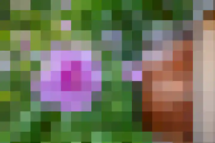Poelwaai 21 Lisse thumbnail 23