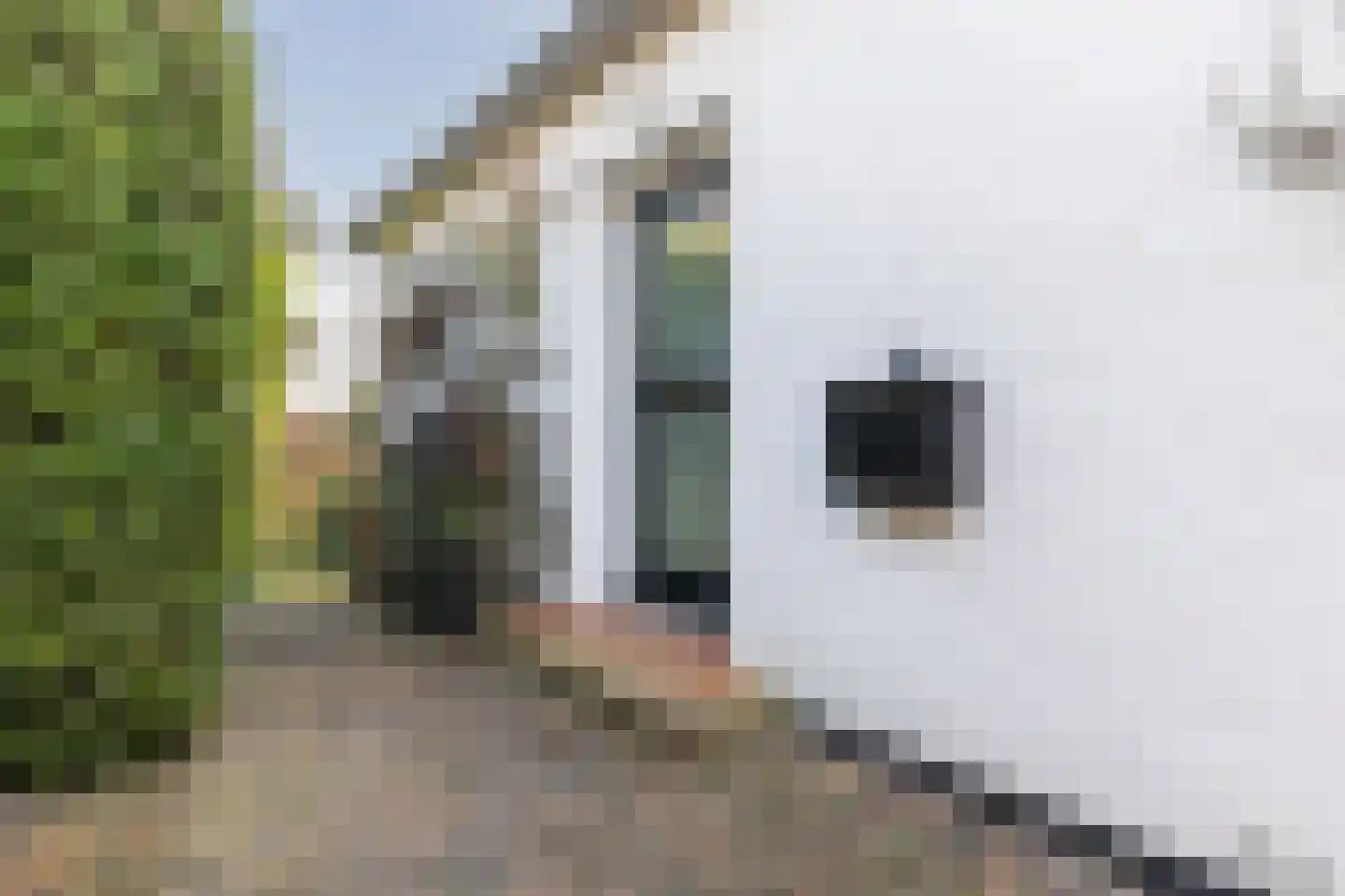 Poggenbeekstraat 33 Arnhem thumbnail 5