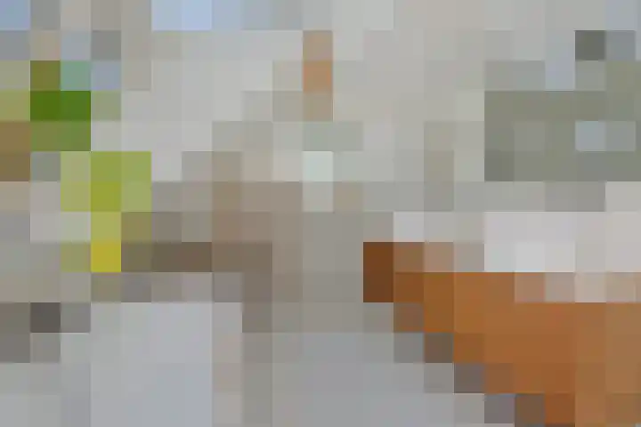 Poirtersstraat 12 Helvoirt thumbnail 35