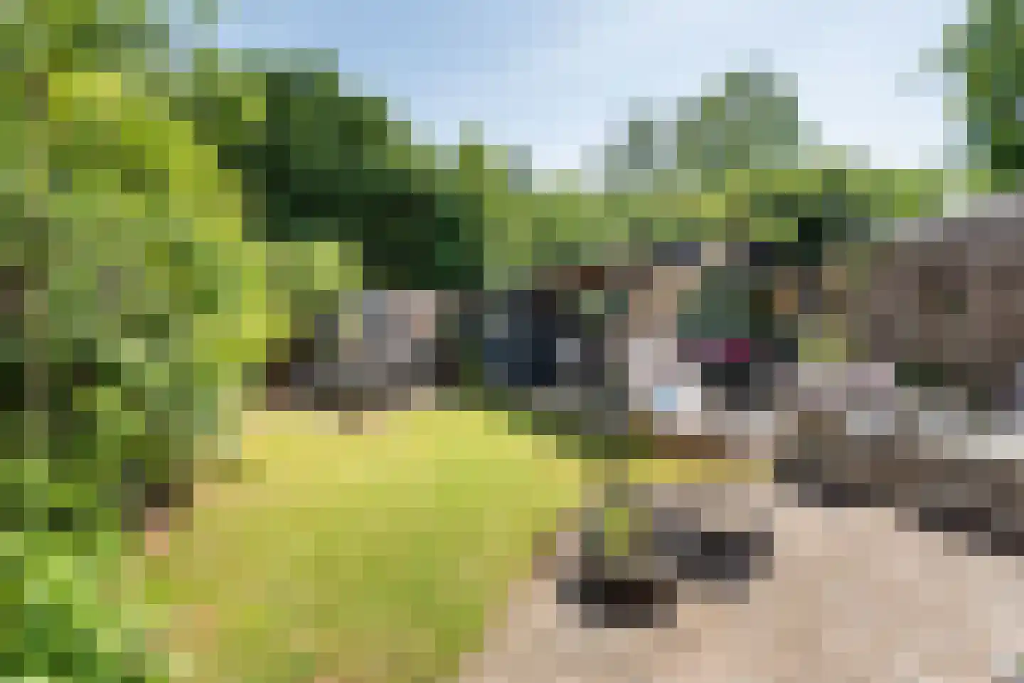 Pol 77 Ulft thumbnail 37