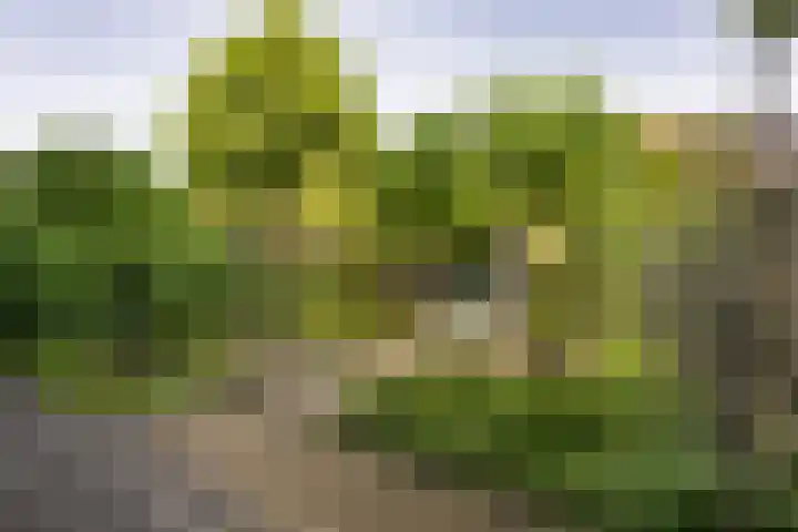 Polanenstraat 17 Halfweg thumbnail 13