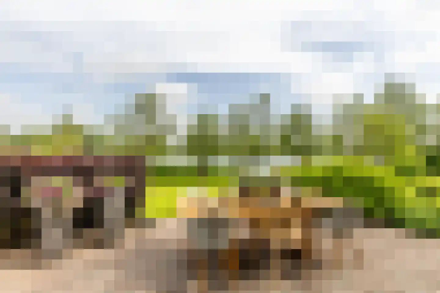 Polderdijk 20 Maasdam thumbnail 19