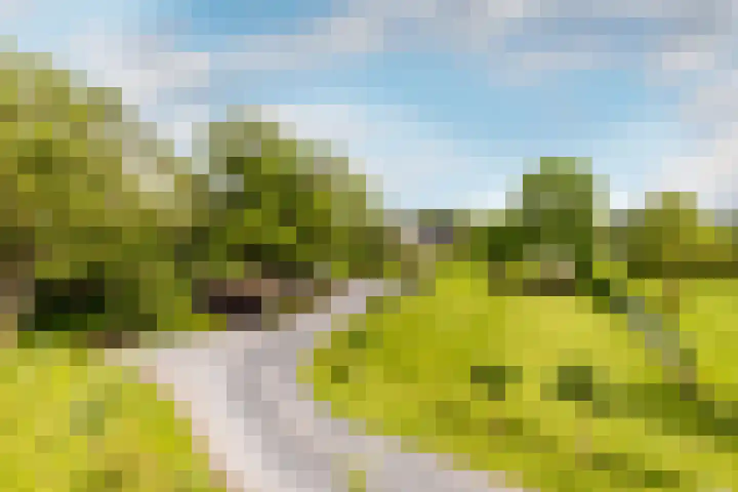 Polderdijk 20 Maasdam thumbnail 38