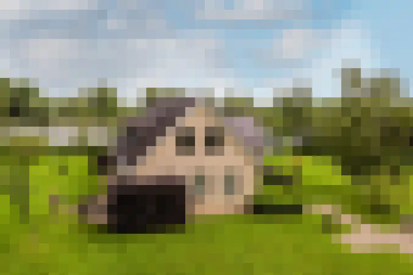 Polderdijk 20 Maasdam thumbnail 40
